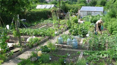 Allotment near Rivelin, Sheffield