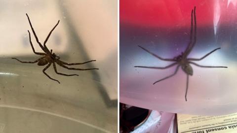 Huntsman spider found in Hull