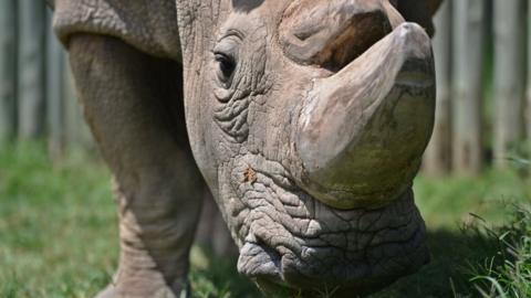 Sudan the white rhino