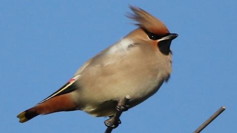 A waxwing against a blue sky