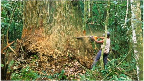 Tree felling in the Amazon
