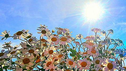 A large close up of daisy like flowers with a blue sky and sharp yellow round outline of the hot sun