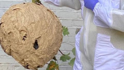 Asian hornet nest being held by Animal and Plant Health Agency inspectors