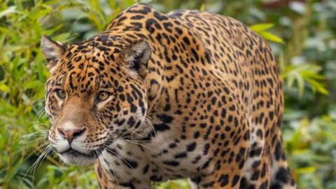 Jaguar at Paradise Wildlife Park