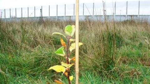 Sapling growing at HMP Haverigg