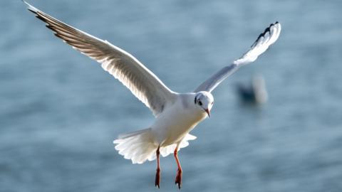 Gull in flight, Langstone Harbour