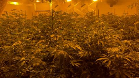 Cannabis farm in Chadderton