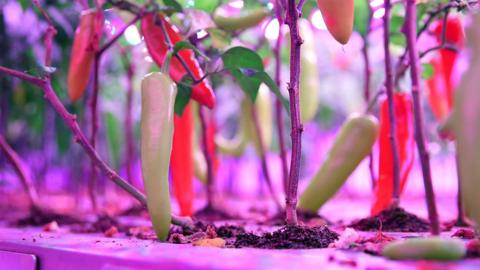 Chilli plants being grown in a vertical farm