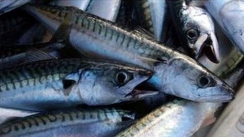 Mackerel being landed