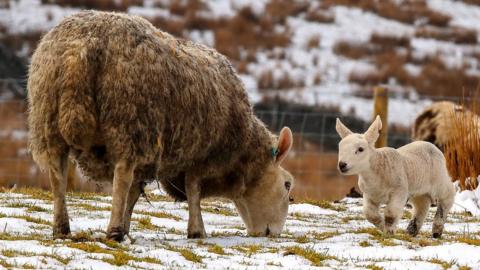 Sheep and lamb in the snow