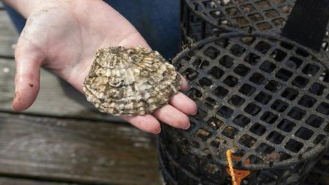 oyster prepped for the nursery