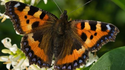 Small tortoiseshell butterfly