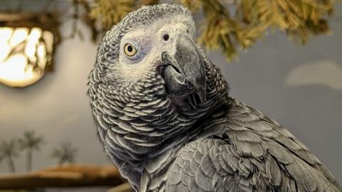 African Grey parrot