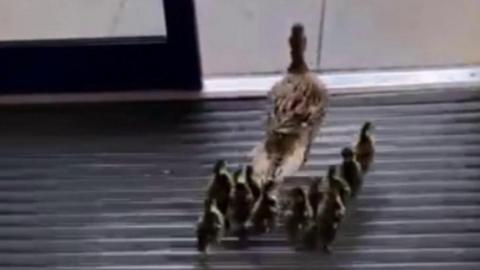 Duck waddles through school with ducklings