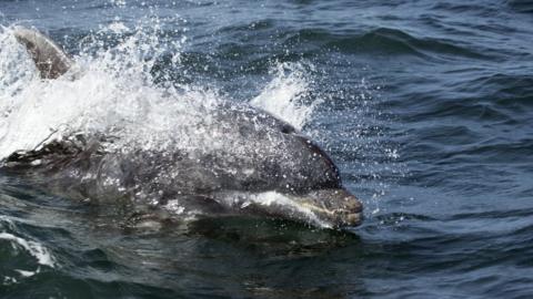 Bottlenose dolphin