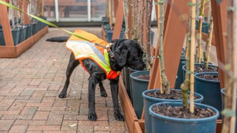 Cocker Spaniel Labrador cross sniffing trees in a garden centre 