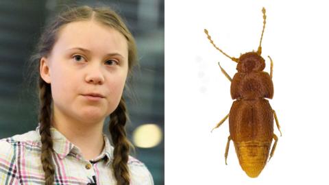 Greta Thunberg, and her namesake beetle