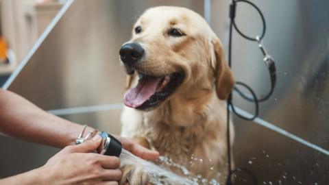Golden retriever dog taking a shower in a pet grooming salon