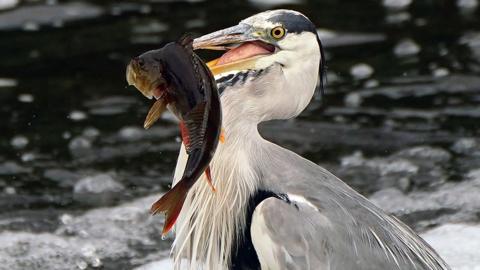 A herring with a perch fish in its mouth