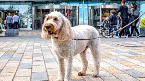 Dog outside Silverburn