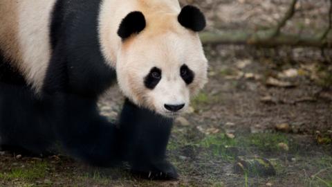 Giant Panda, Yang Guang, exploring his new home at Edinburgh Zoo.