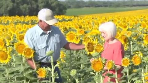 Couple in field of sunflowers