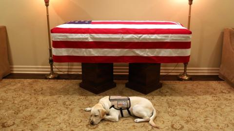 Sully the dog sleeps next to the casket of the late US President George HW Bush