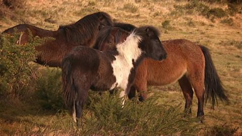 Dartmoor ponies