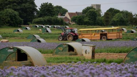 Pigs, flowers, tractor