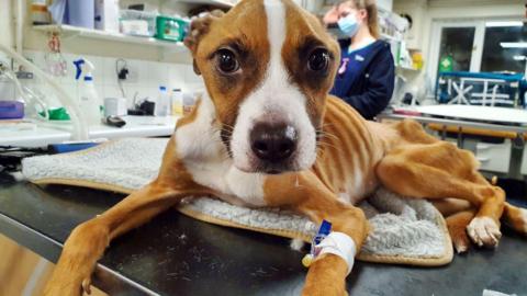 A malnourished ginger and white young dog laying on a vet's table with medical equipment attached to its front left paw. It is lying on a blanket and has big brown sad eyes that are looking into the camera.