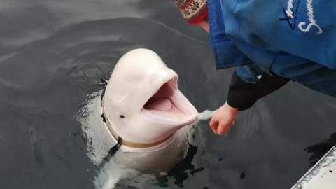 Beluga next to Norwegian fishing boat (still via EVN)