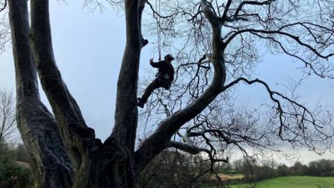 tree surgeon in harness up tree, silhouetted against the sky