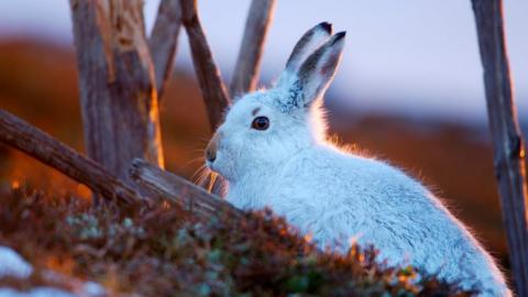 Mountain hare