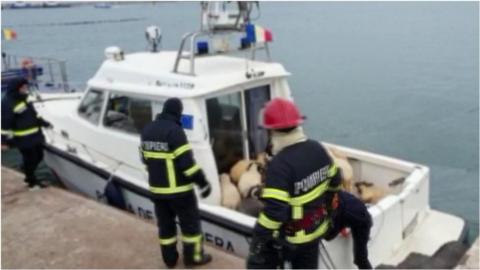 Rescue crew managed to save some sheep from a ship that overturned off Romania's port of Midia.