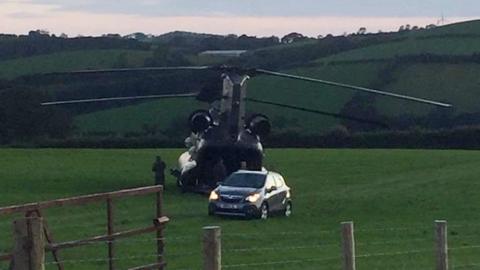 Chinook in field