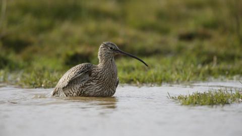 Curlew