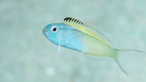 Fang blenny (c) Richard Smith/OceanRealmImages.com