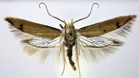 Microscopic image of the moth