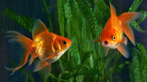 Two goldfish swimming