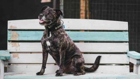 A dog on a bench