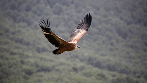 A griffon vulture in flight above Sardinia