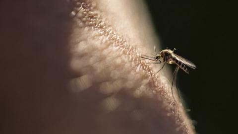 Malaria is caused by parasites from biting mosquitoes