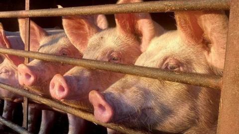 Pigs at farm in Metfield