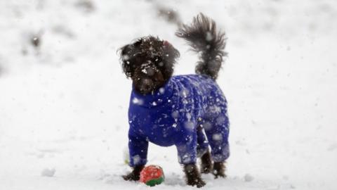 A dog with a ball covered in snow