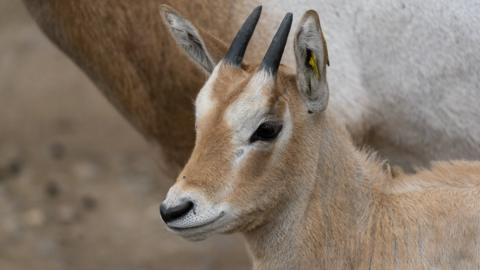 Scimitar-horned oryx calf Freya