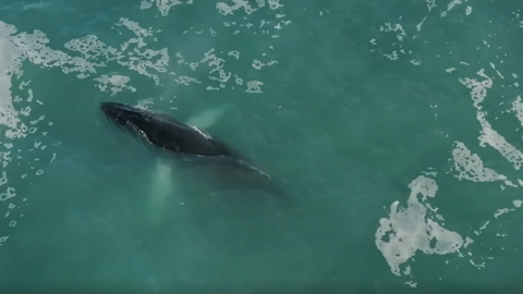 Humpback whale in Cornwall