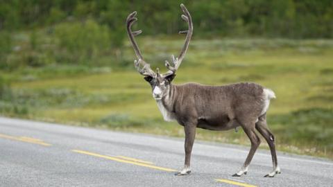 A reindeer crosses the road in Sami, northern Norway