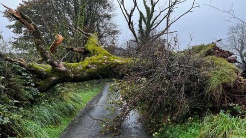 Coeden wedi disgyn ar ffordd yn ardal Mynachlog-ddu