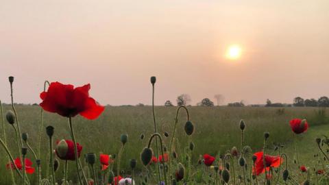 Poppies in a field at sunrise