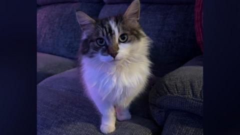 A cat with a white furry chest and a tiger print on his crown looks at the camera. The cat is sat on a grey sofa.